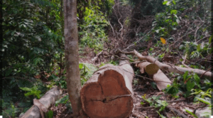 Screenshot_20241216-072014~2