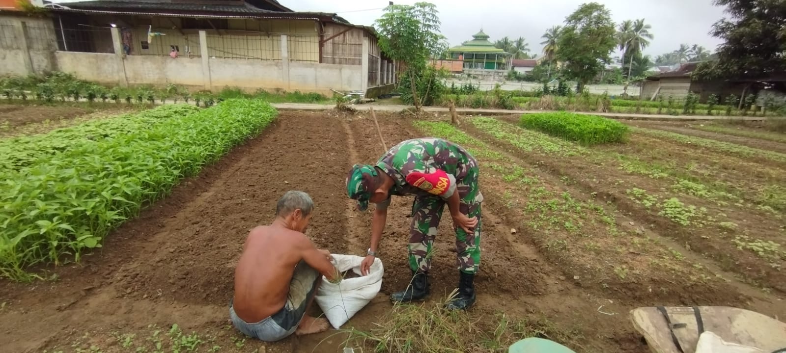 Dampingi Petani Rawat Tanaman ,Wujud Nyata Babinsa Dukung Hanpangan Wilayah
